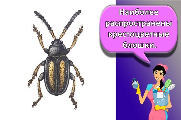Наиболее распространены крестоцветные блошки.
