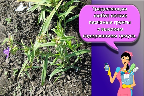 посадка цветов