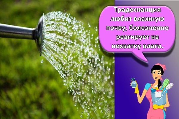 полив цветов