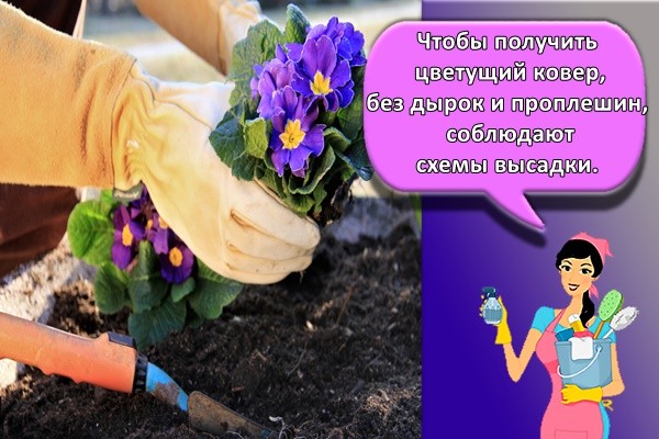 посадка цветов