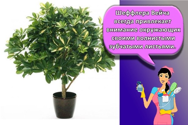 Шеффлера Вейча