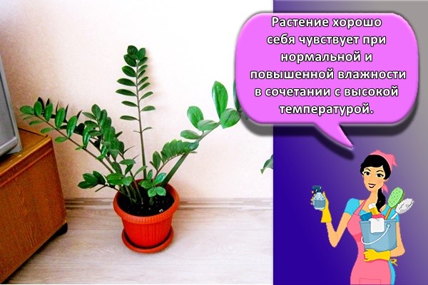 красивый цветок