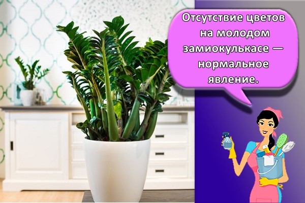 Отсутствие цветов на молодом замиокулькасе — нормальное явление.