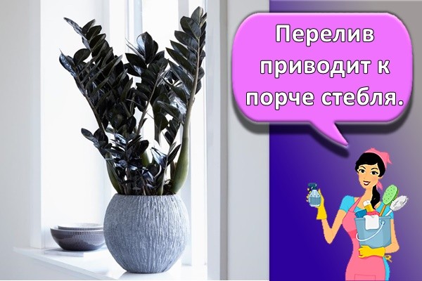 Перелив приводит к порче стебля.