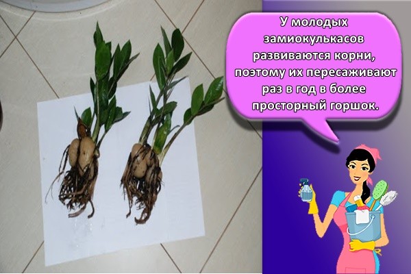У молодых замиокулькасов развиваются корни, поэтому их пересаживают раз в год в более просторный горшок.