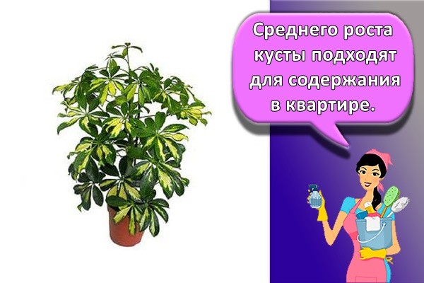 Среднего роста кусты подходят для содержания в квартире.