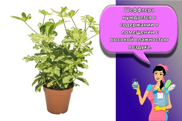 красивый цветок