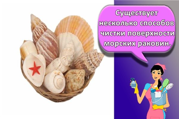 много ракушек