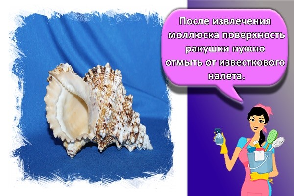 красивая ракушка