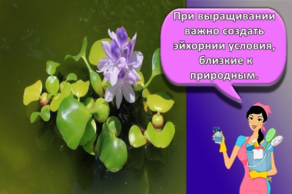 красивый цветок
