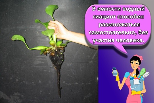 размножение цветка