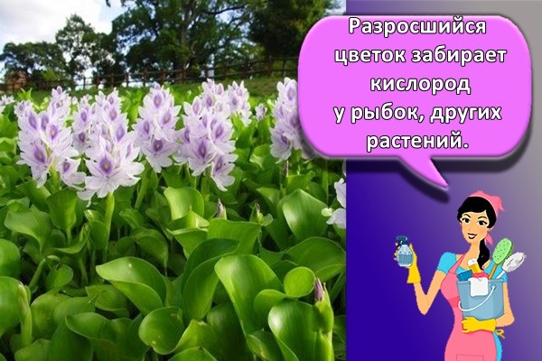 много цветов