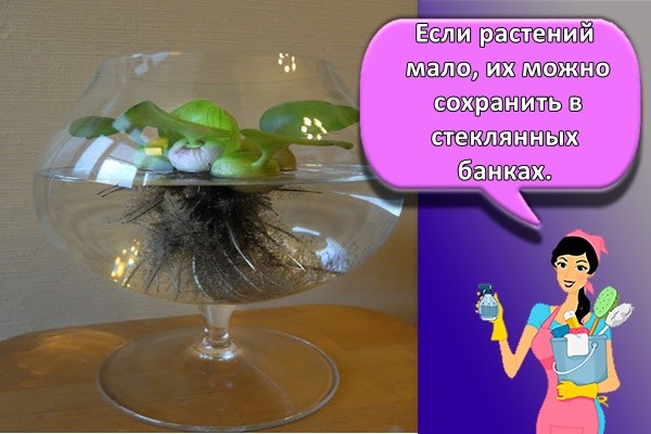 цветок в банке