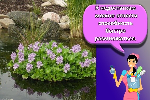 К недостаткам можно отнести способность быстро размножаться.