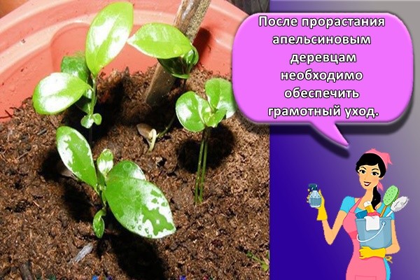 ростки апельсина