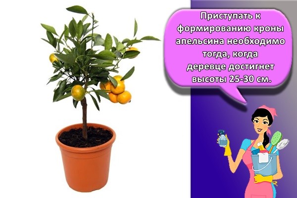 дерево апельсина