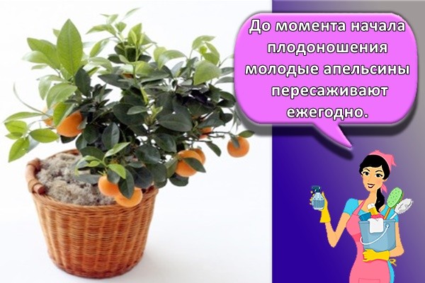 дерево апельсина