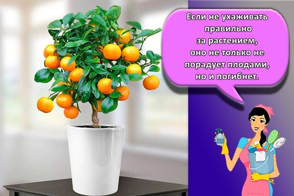 дерево апельсина