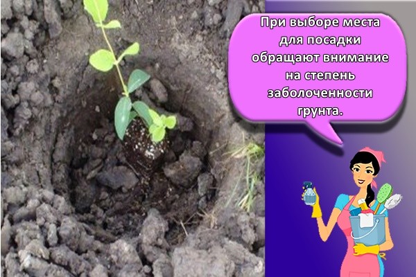 посадка цветов